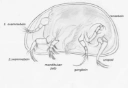 : Ostracoda.