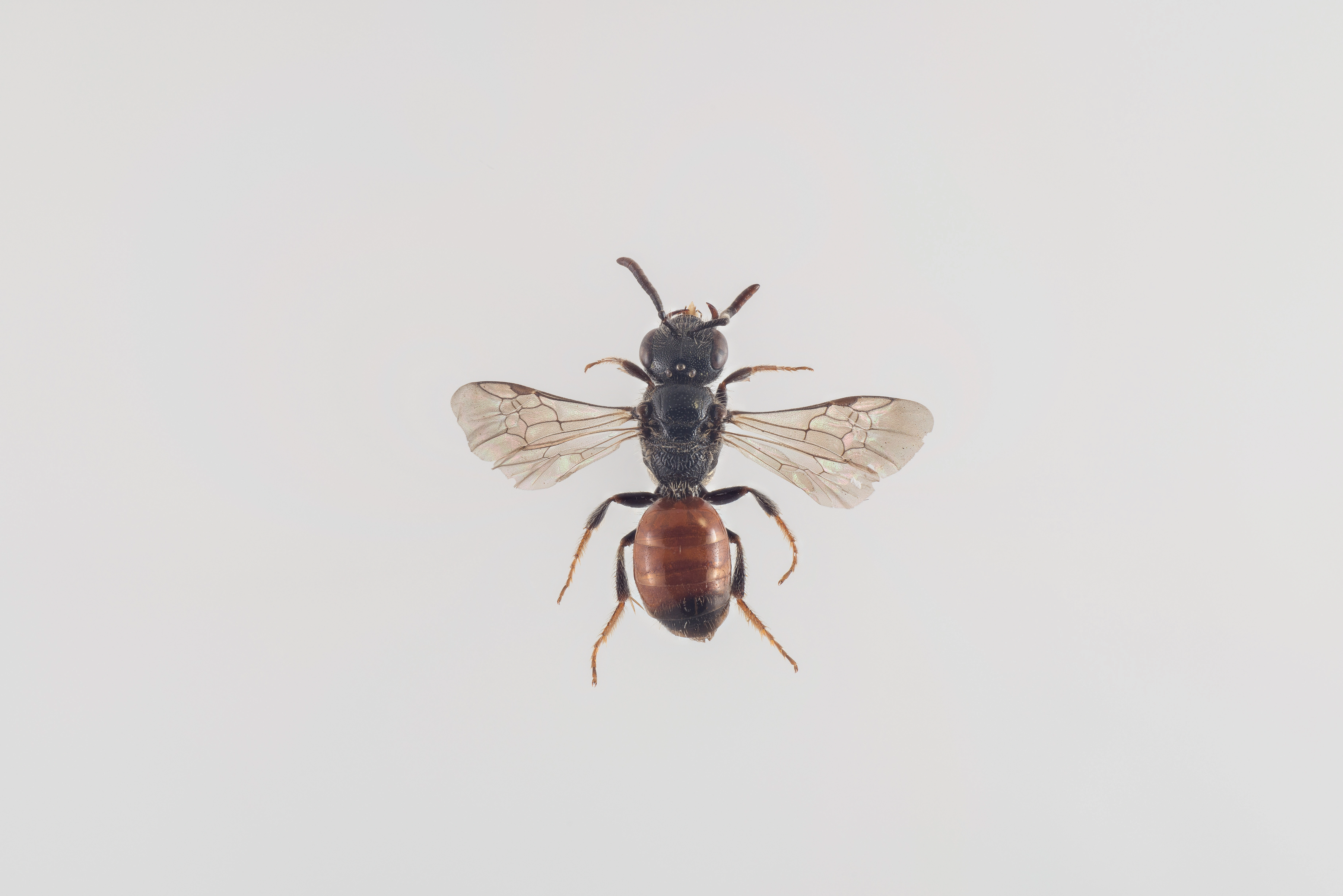 : Sphecodes geoffrellus.