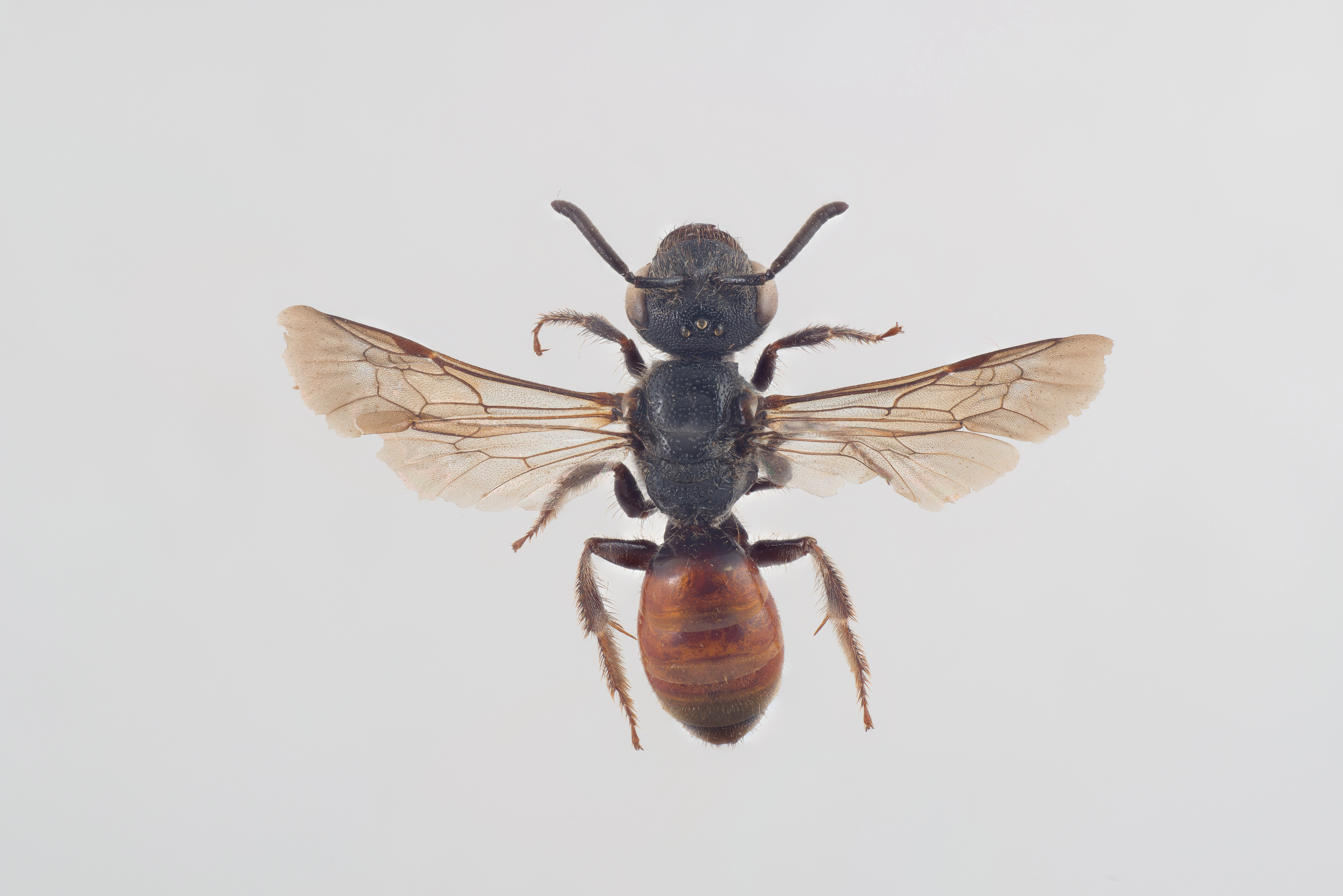 : Sphecodes gibbus.