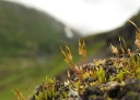 : Encalypta alpina.