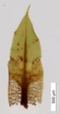 : Encalypta alpina.