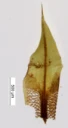: Encalypta alpina.