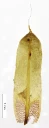 : Encalypta brevicolla.