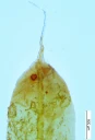 : Encalypta brevicolla.