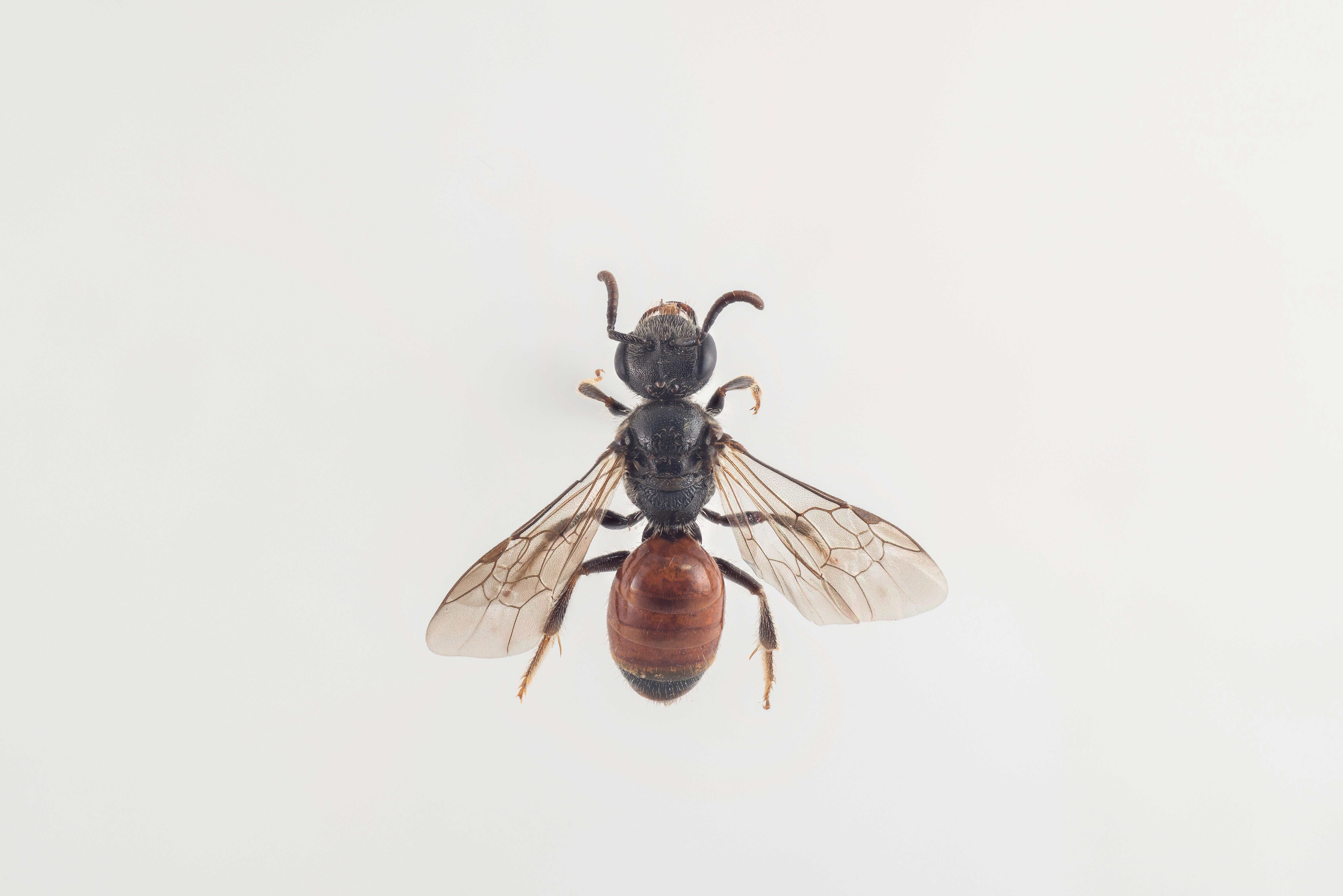 : Sphecodes hyalinatus.