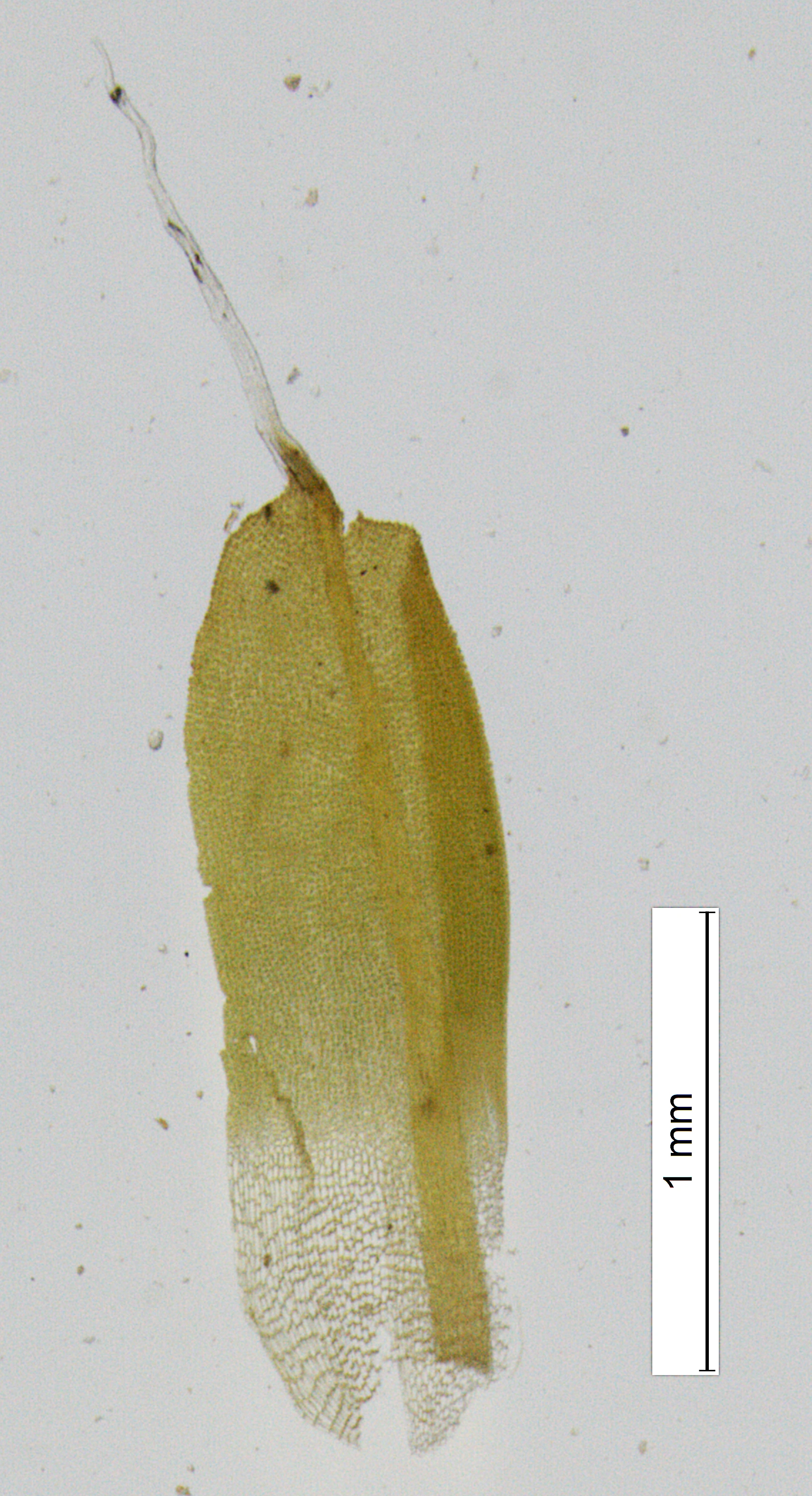 : Encalypta brevipes.