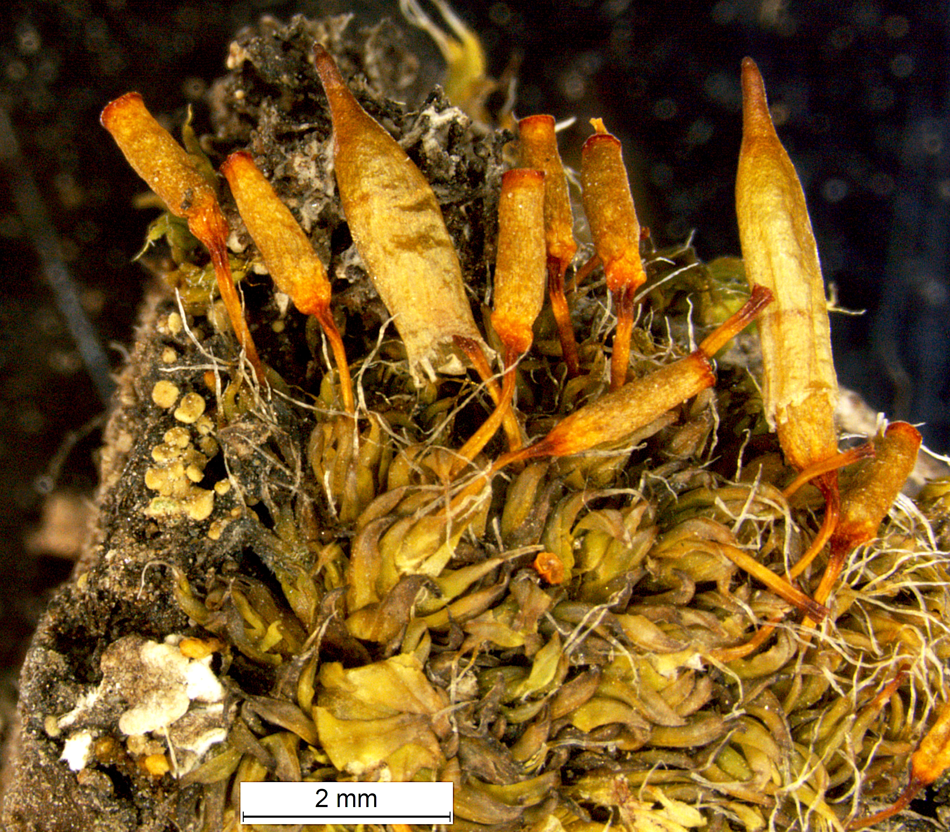 : Encalypta brevipes.