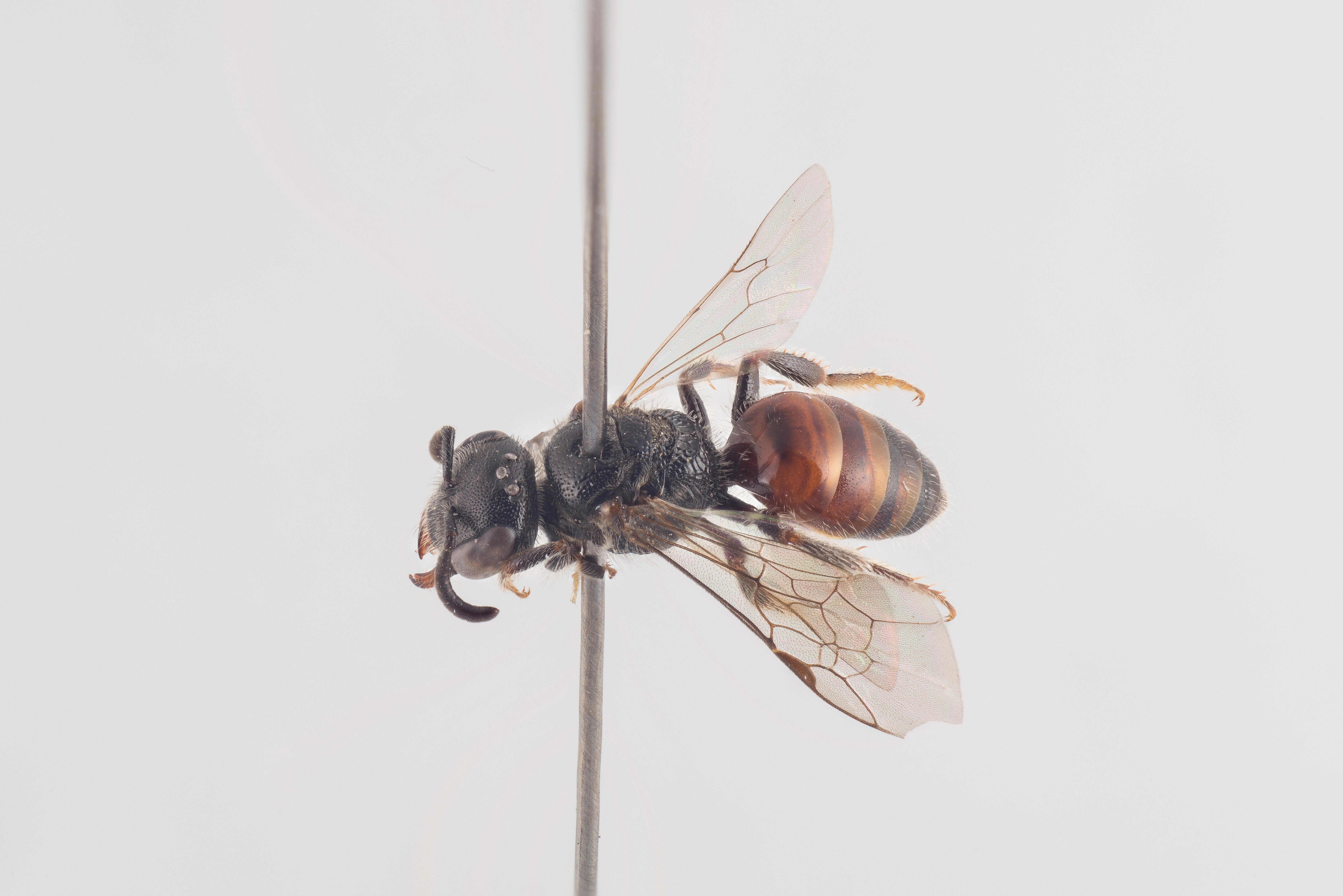 : Sphecodes miniatus.