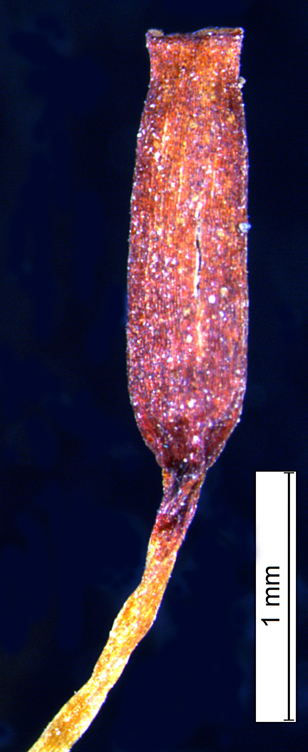 : Encalypta microstoma.