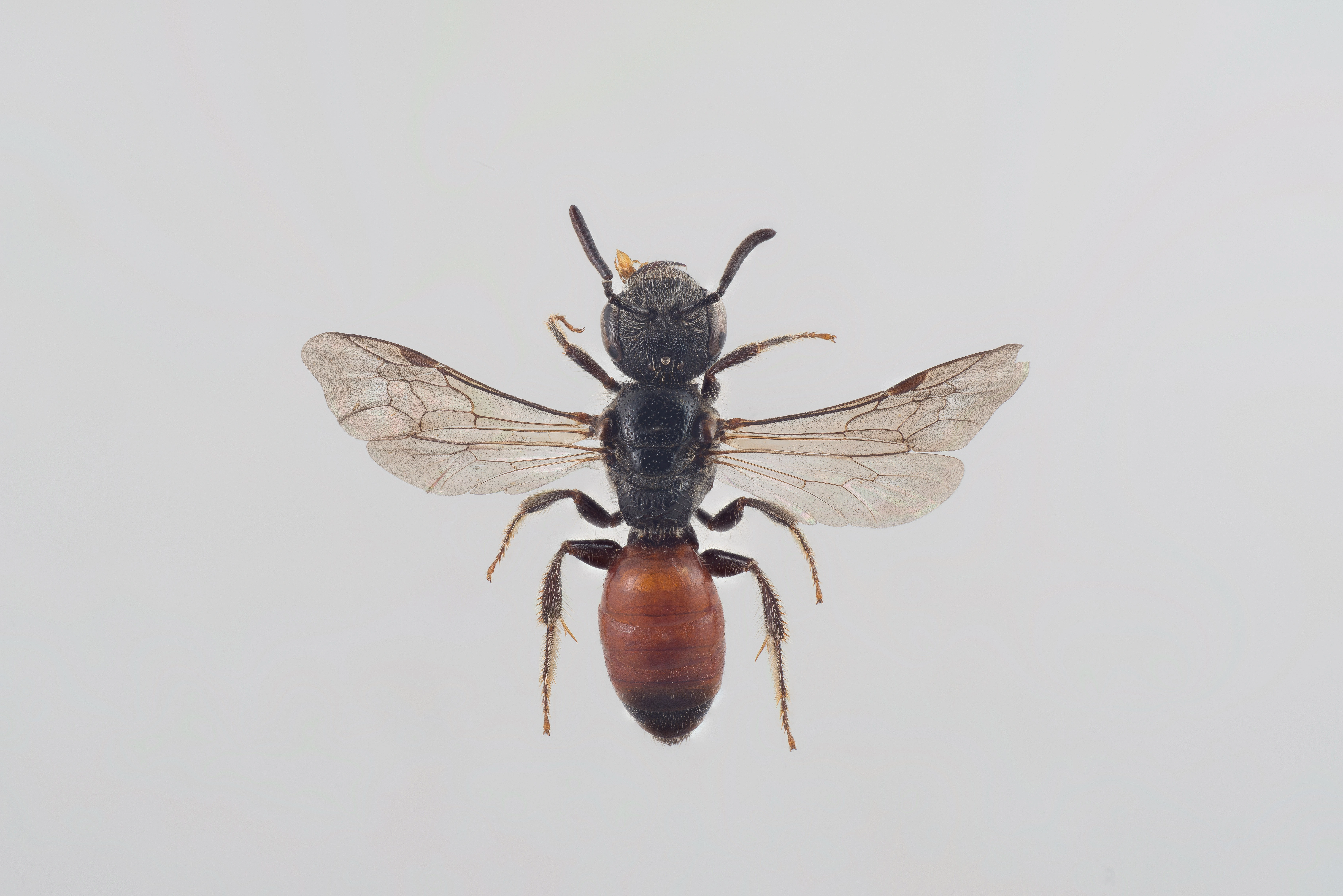 : Sphecodes monilicornis.