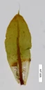 : Encalypta rhaptocarpa.