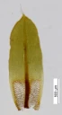 : Encalypta rhaptocarpa.