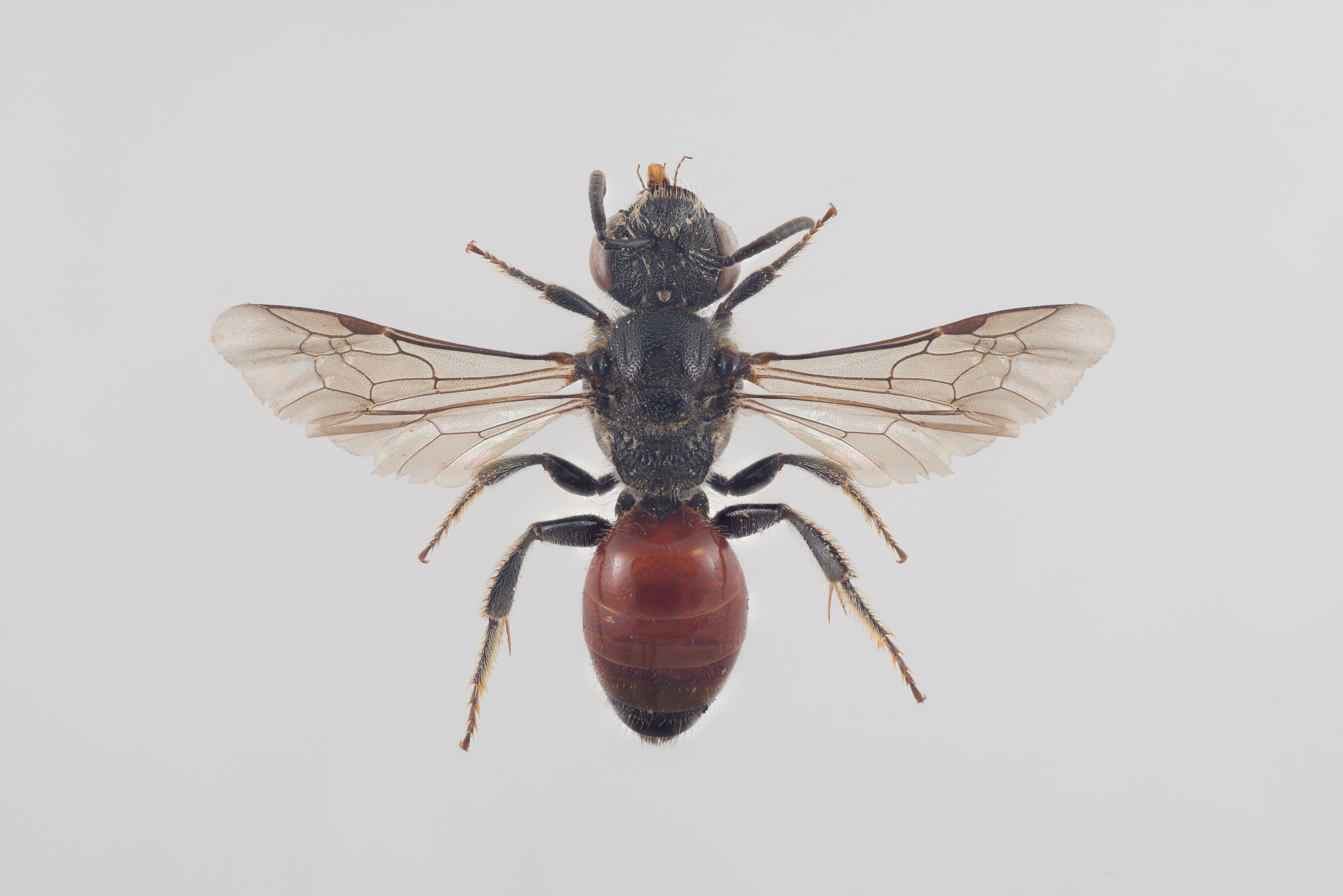 : Sphecodes pellucidus.