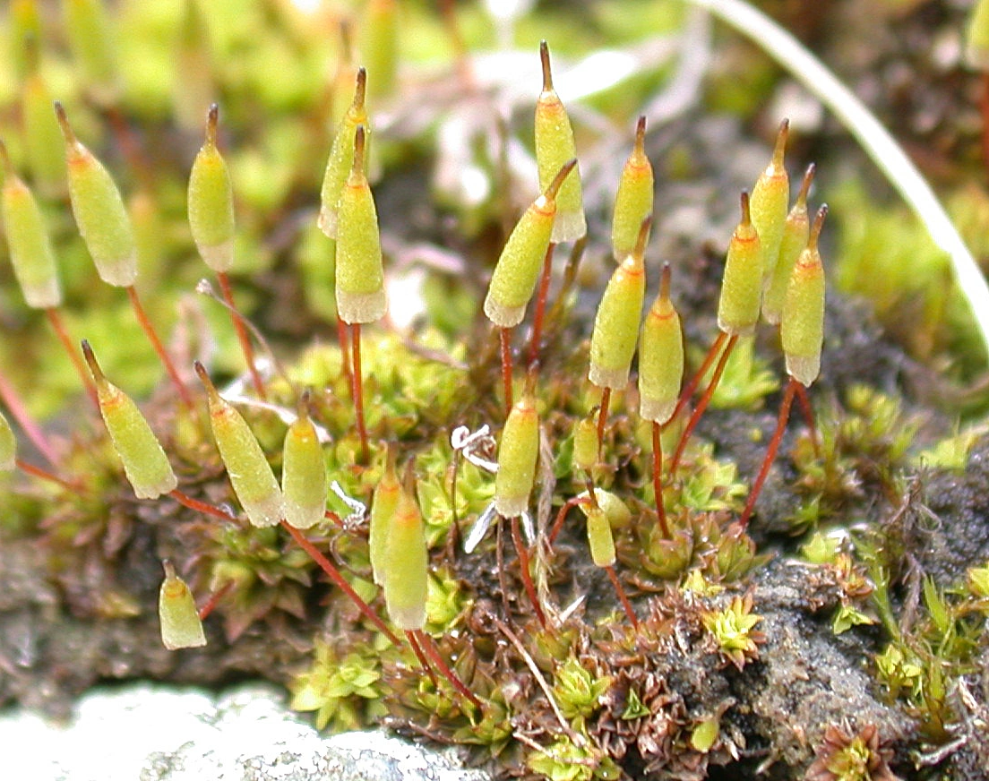 : Encalypta rhaptocarpa.