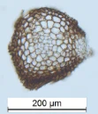 : Tortella bambergeri.