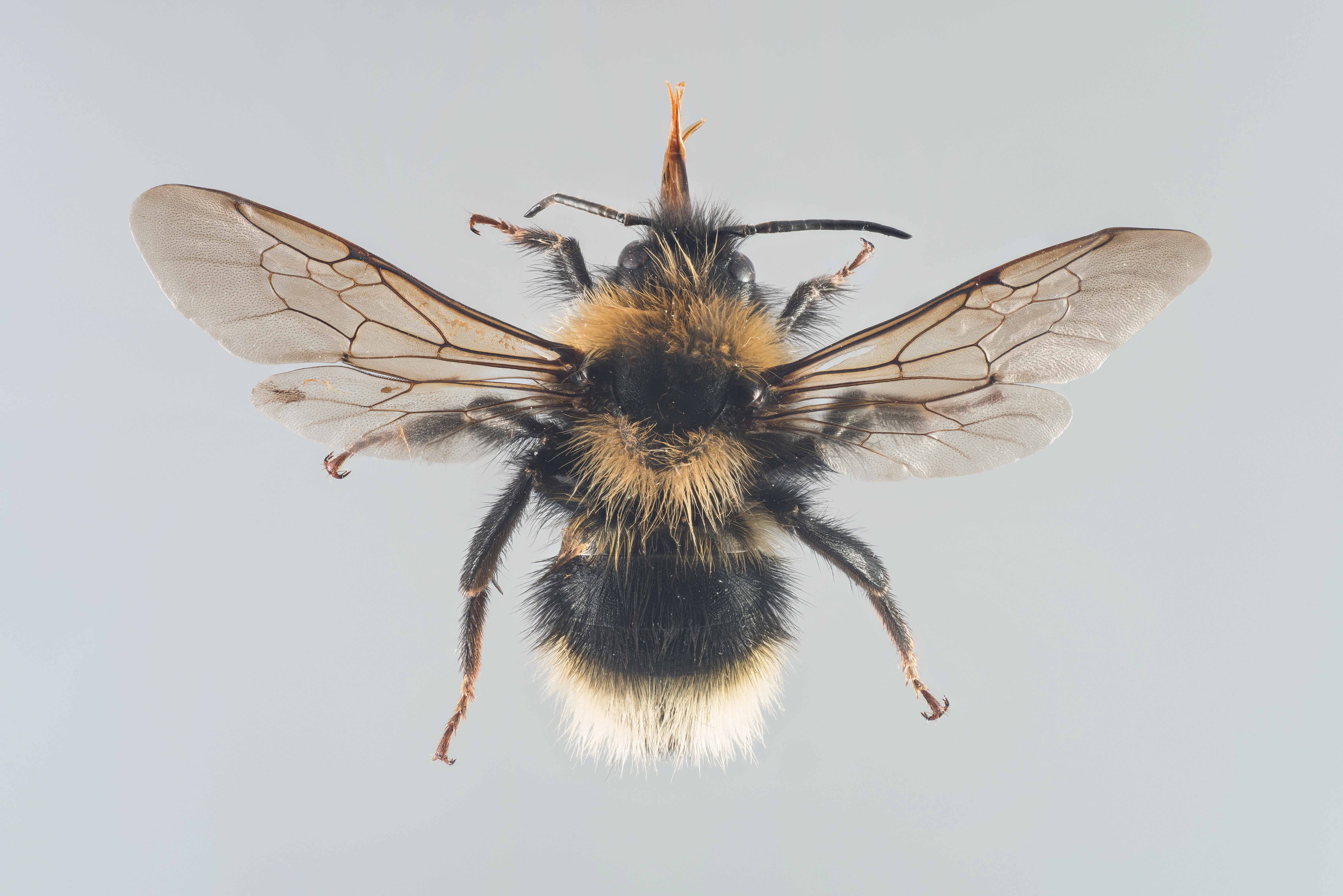 : Bombus (Psithyrus) barbutellus.