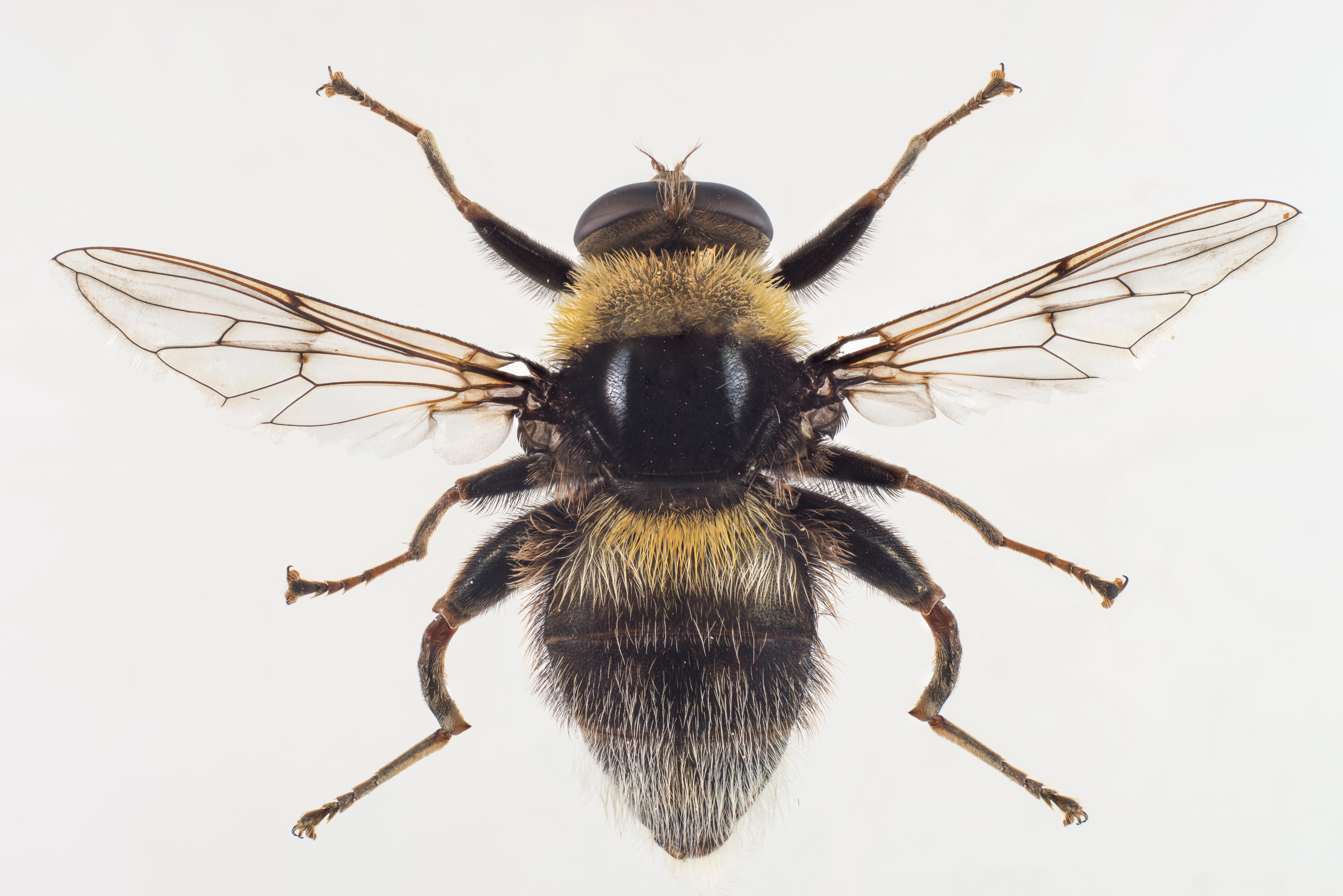 : Arctophila bombiformis.