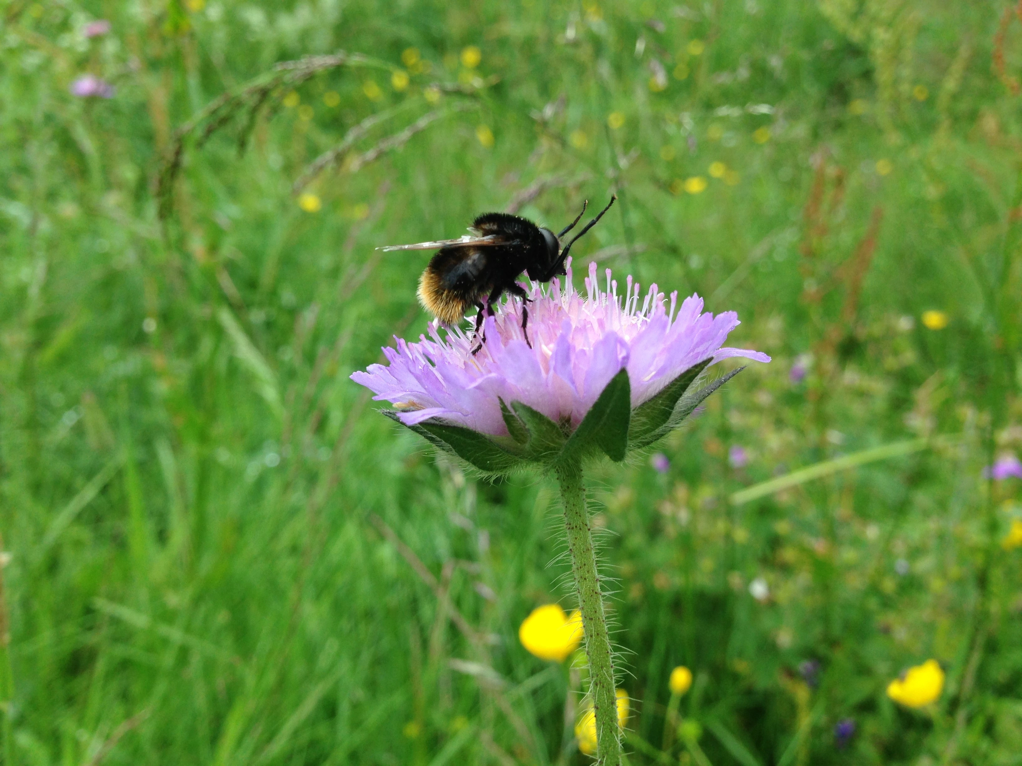 : Volucella bombylans.