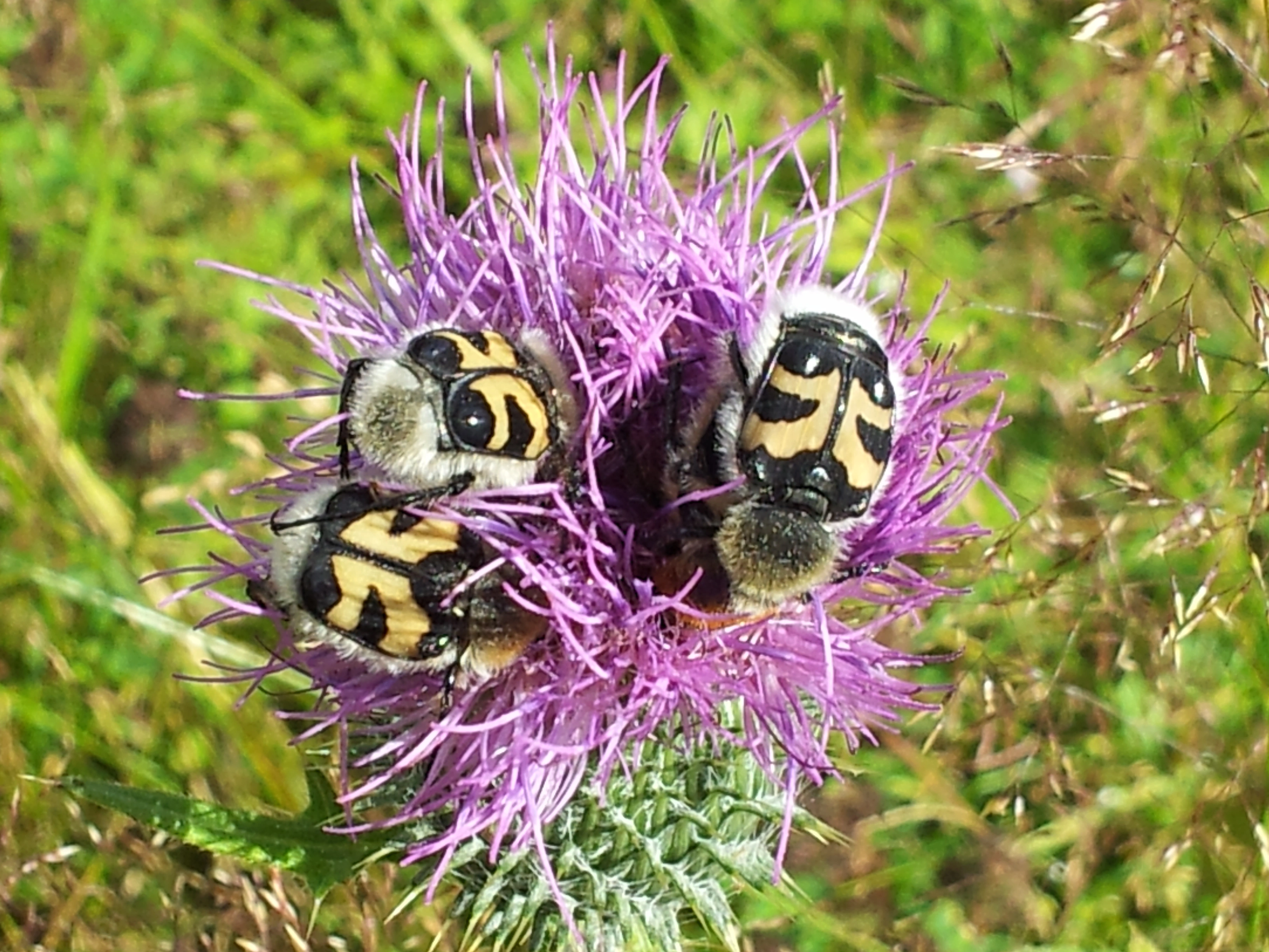 : Trichius fasciatus.