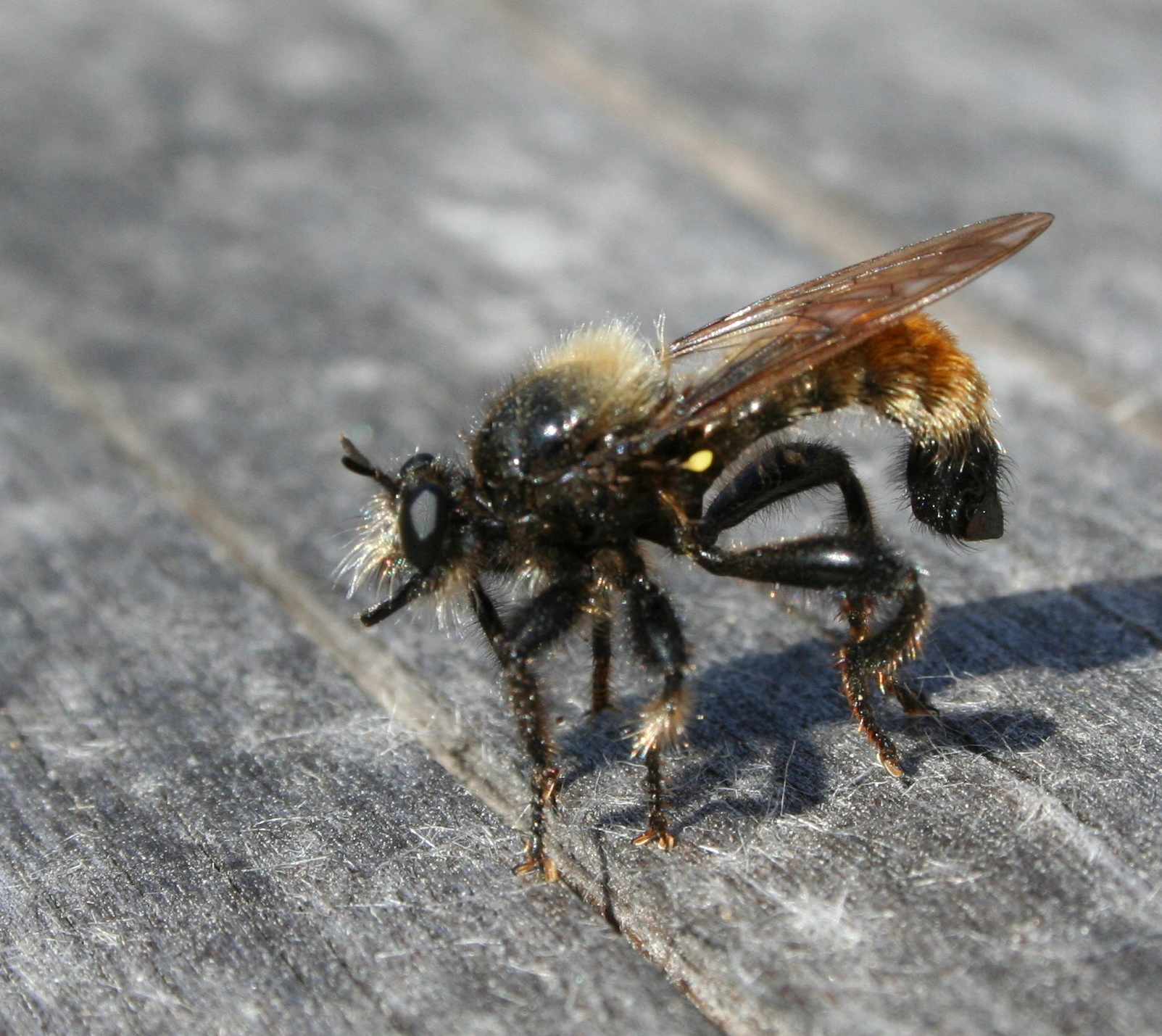 : Laphria flava.