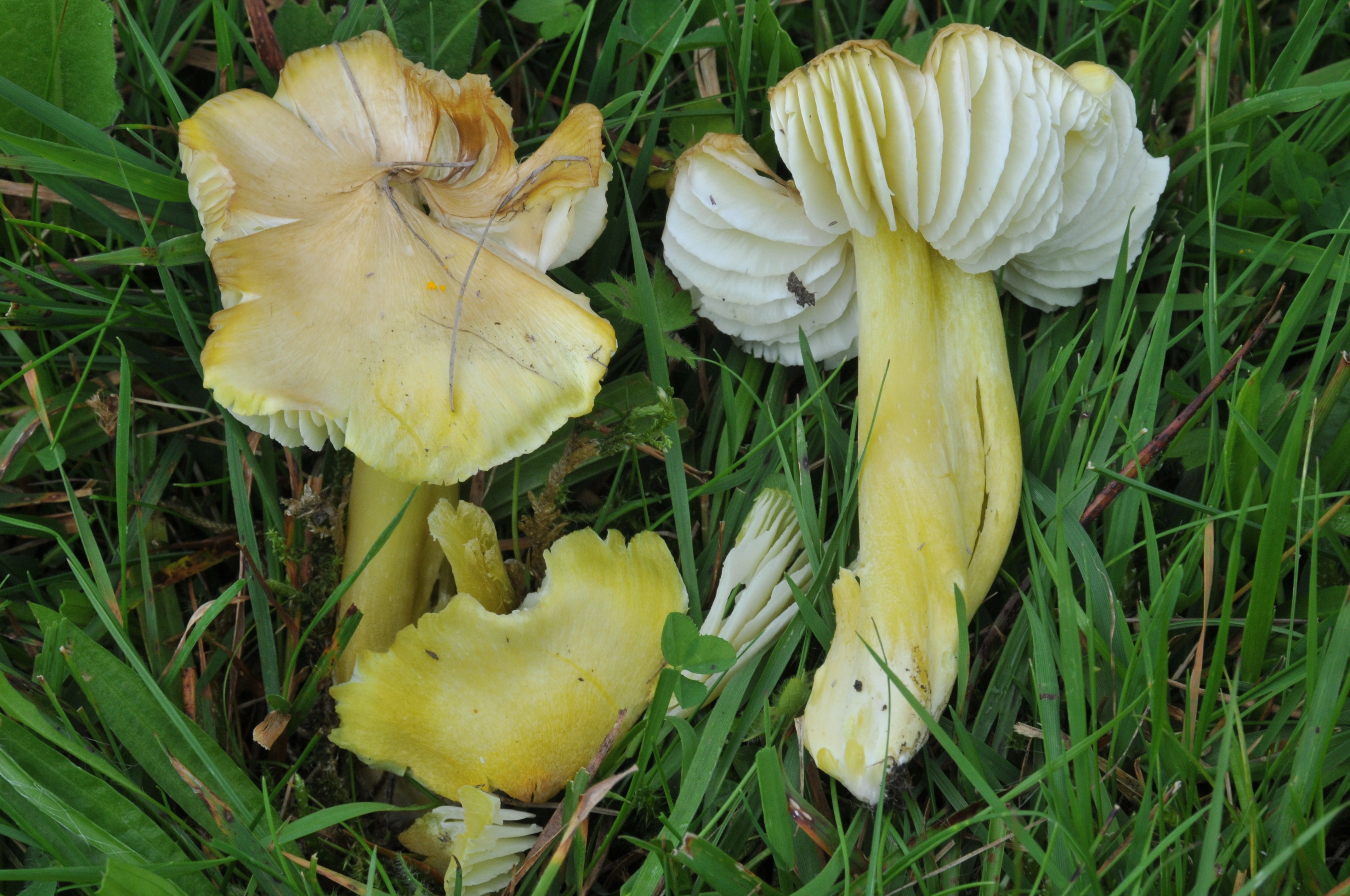 : Hygrocybe citrinovirens.