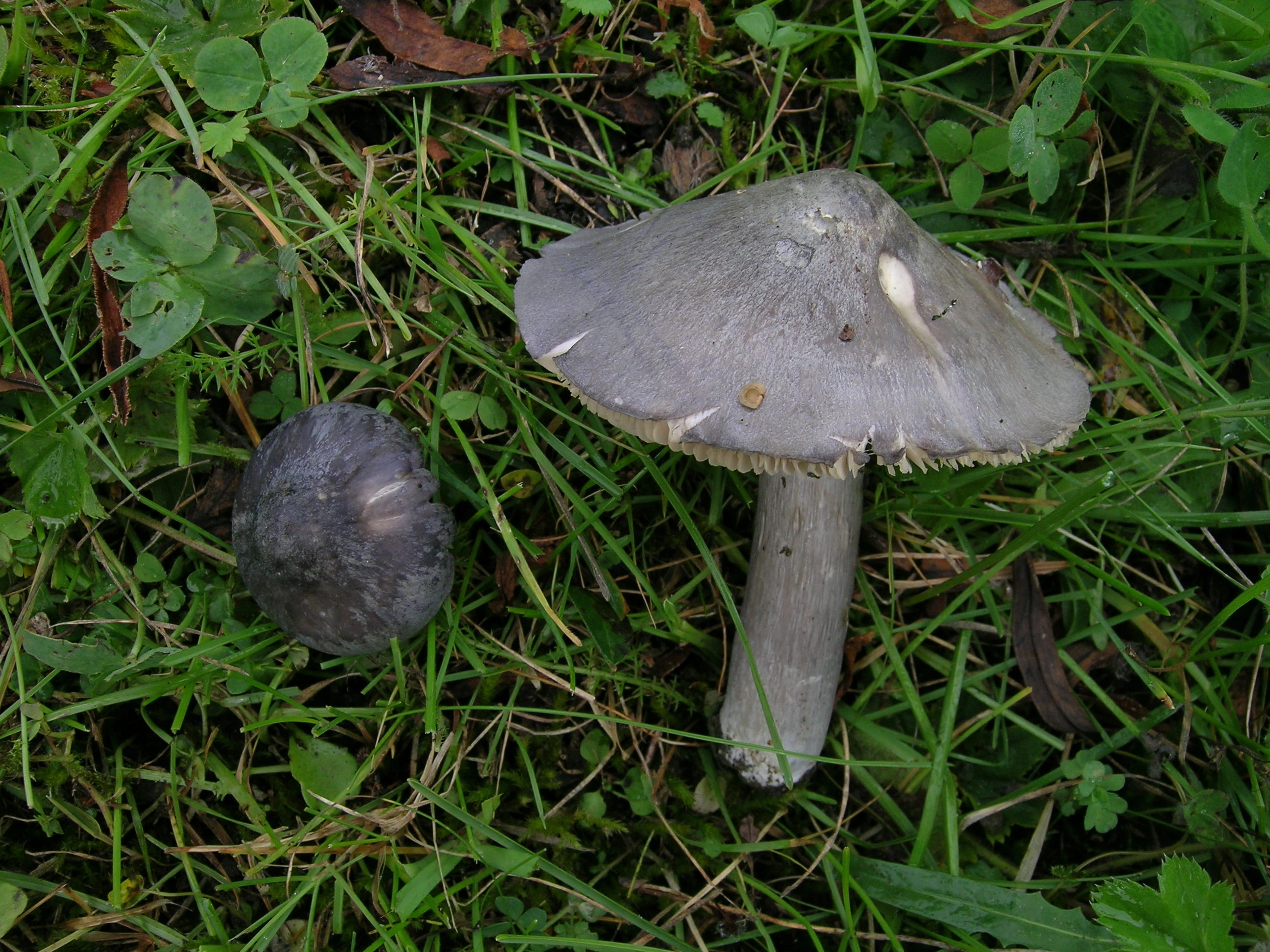 : Entoloma bloxamii.