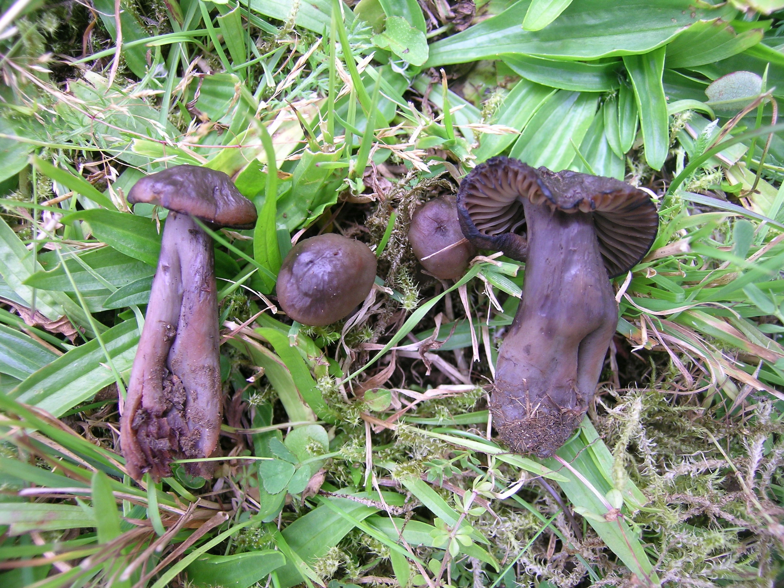 : Neohygrocybe ovina.