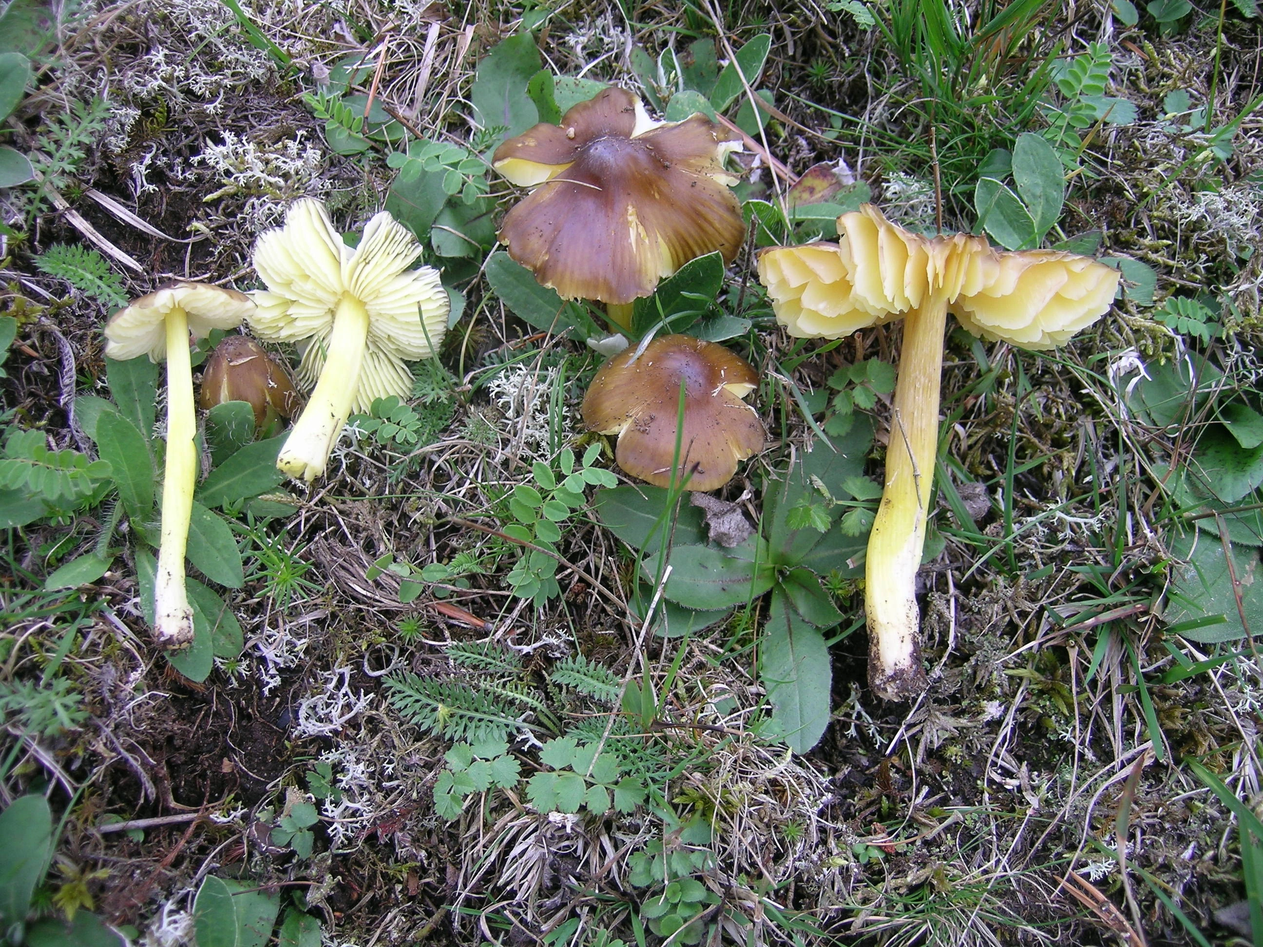 : Hygrocybe spadicea.