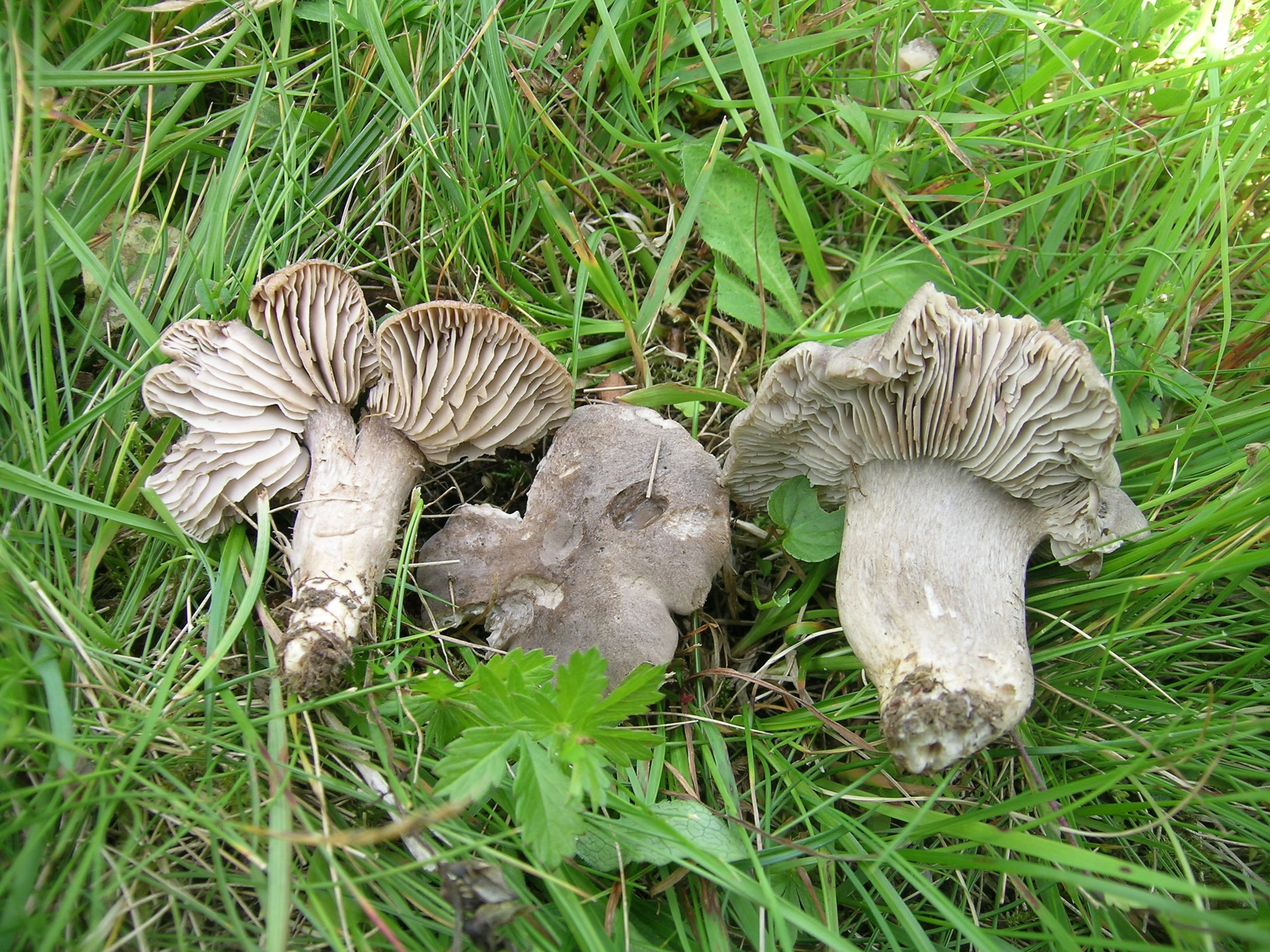 : Pseudotricholoma metapodium.