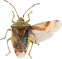 : Elasmucha grisea.