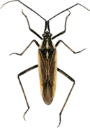 : Miridae.