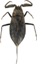 : Nepa cinerea.