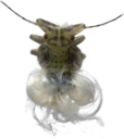 : Psylloidea.