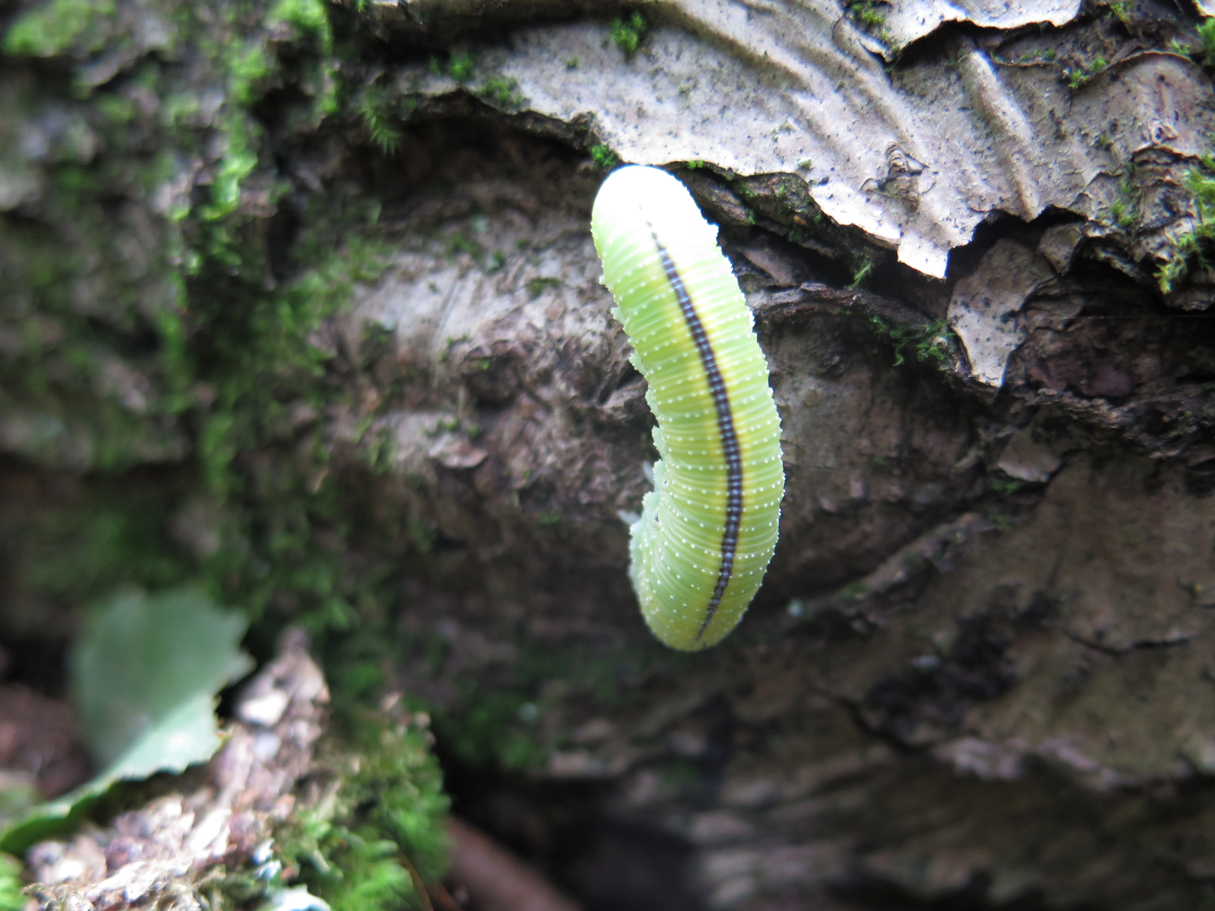 : Cimbex femoratus.