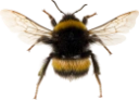 : Bombus.