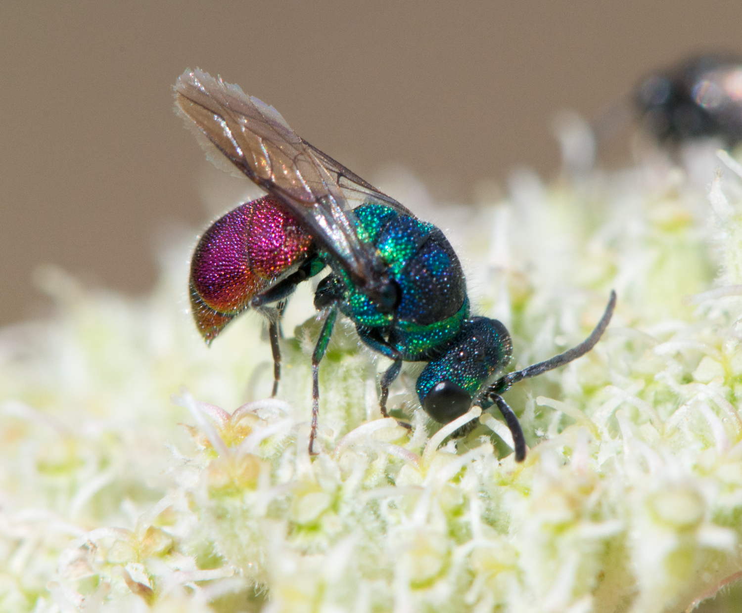 : Chrysididae.