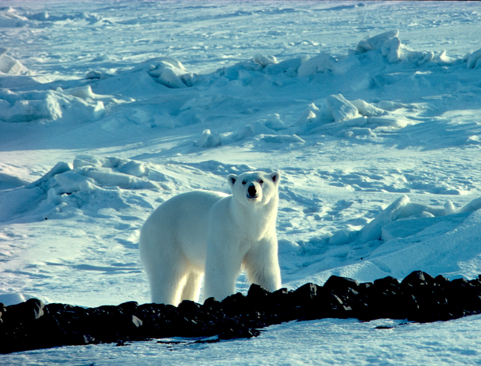 : Ursus maritimus.