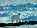 : Ursus maritimus.
