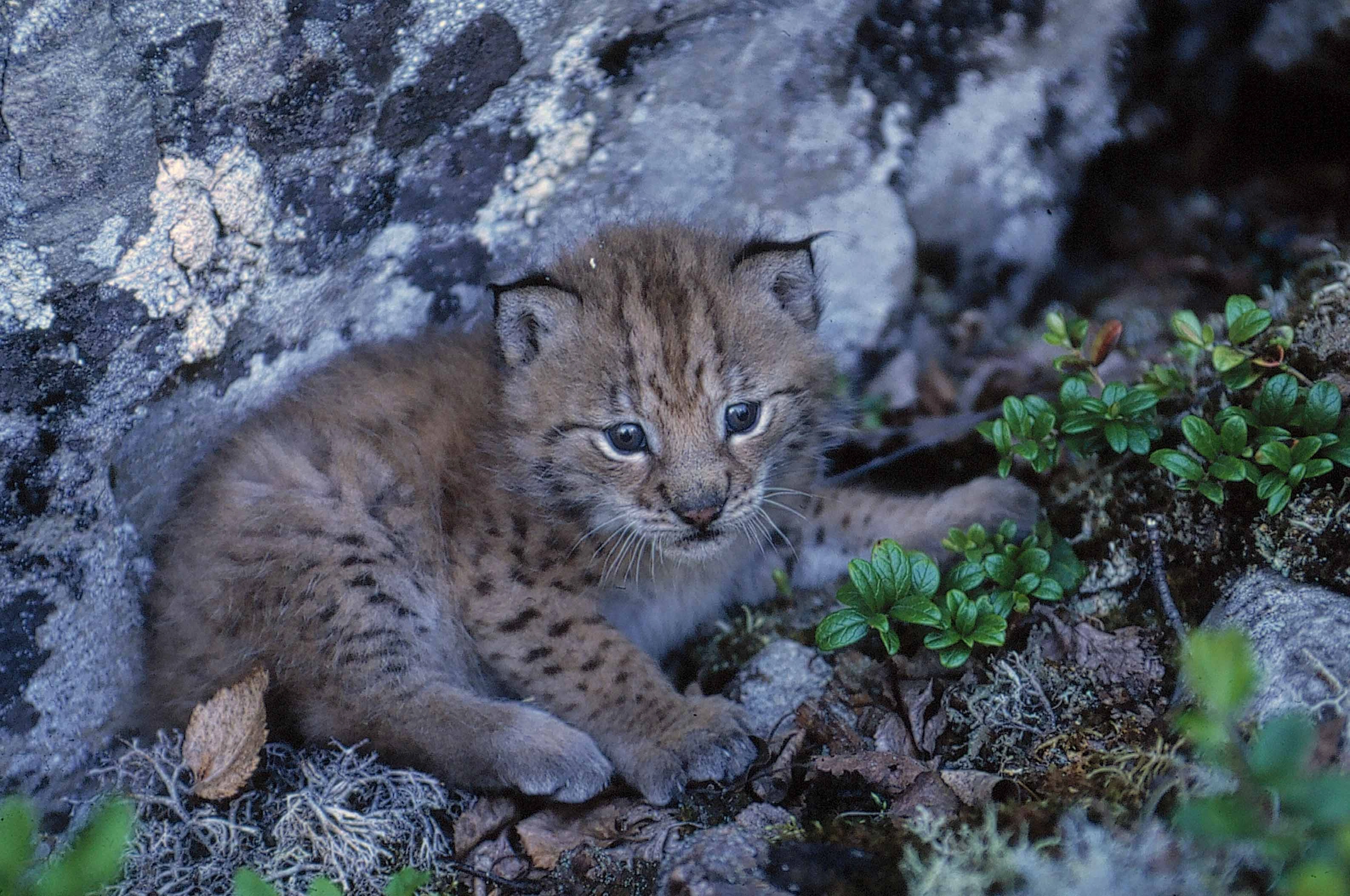 : Lynx lynx.