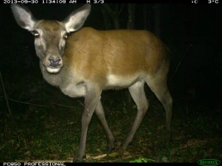 : Cervus elaphus.