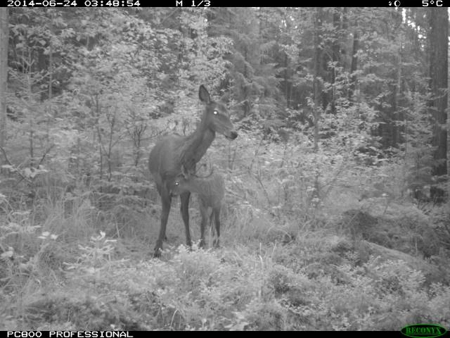 : Cervus elaphus.