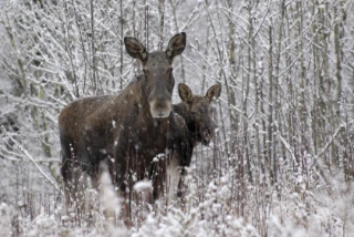 : Alces alces.