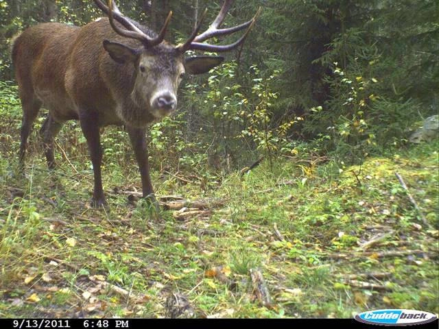 : Cervus elaphus.