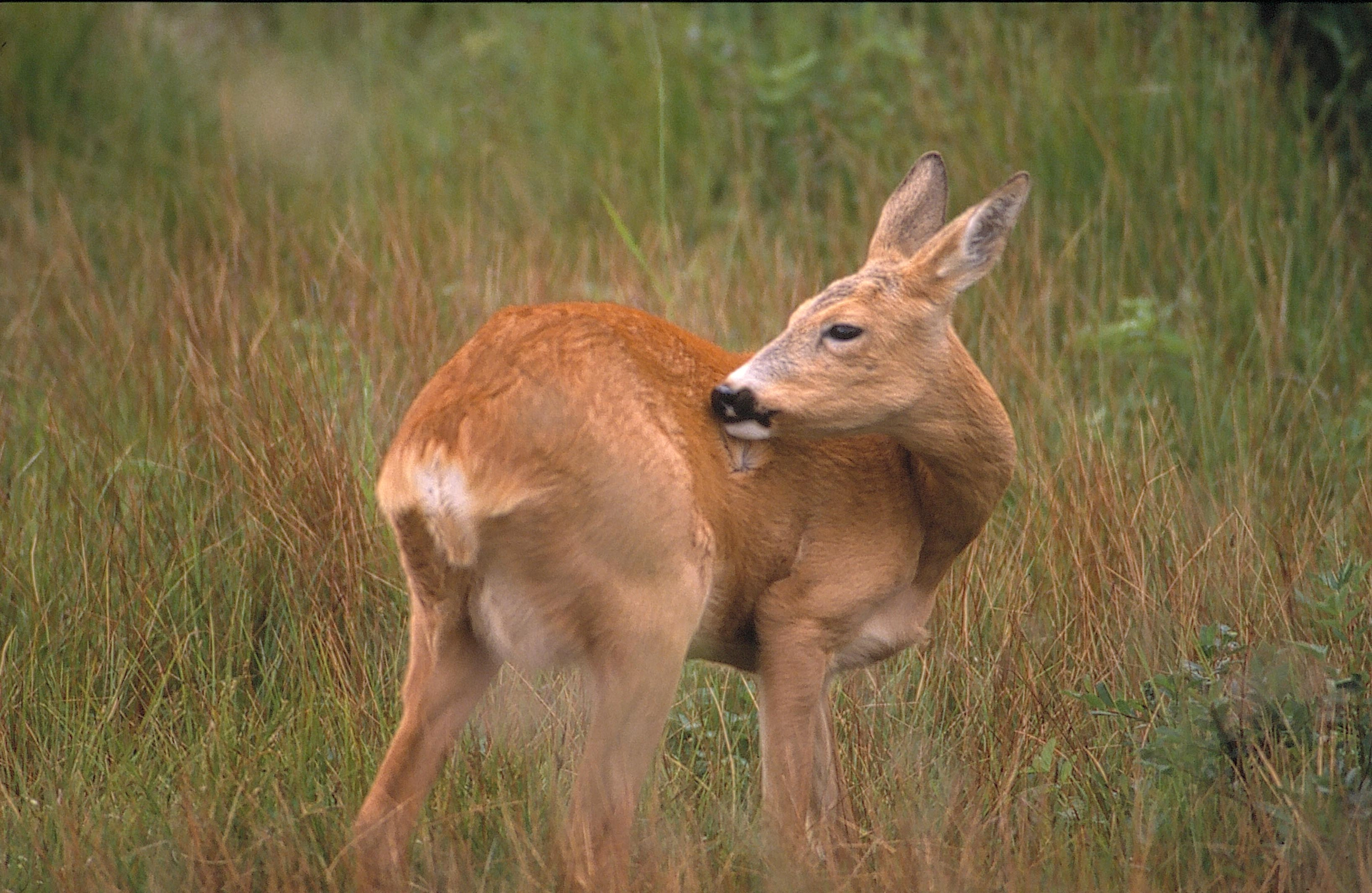 : Capreolus capreolus.