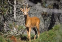 : Capreolus capreolus.