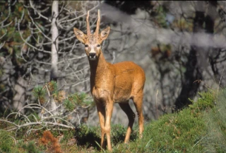 : Capreolus capreolus.