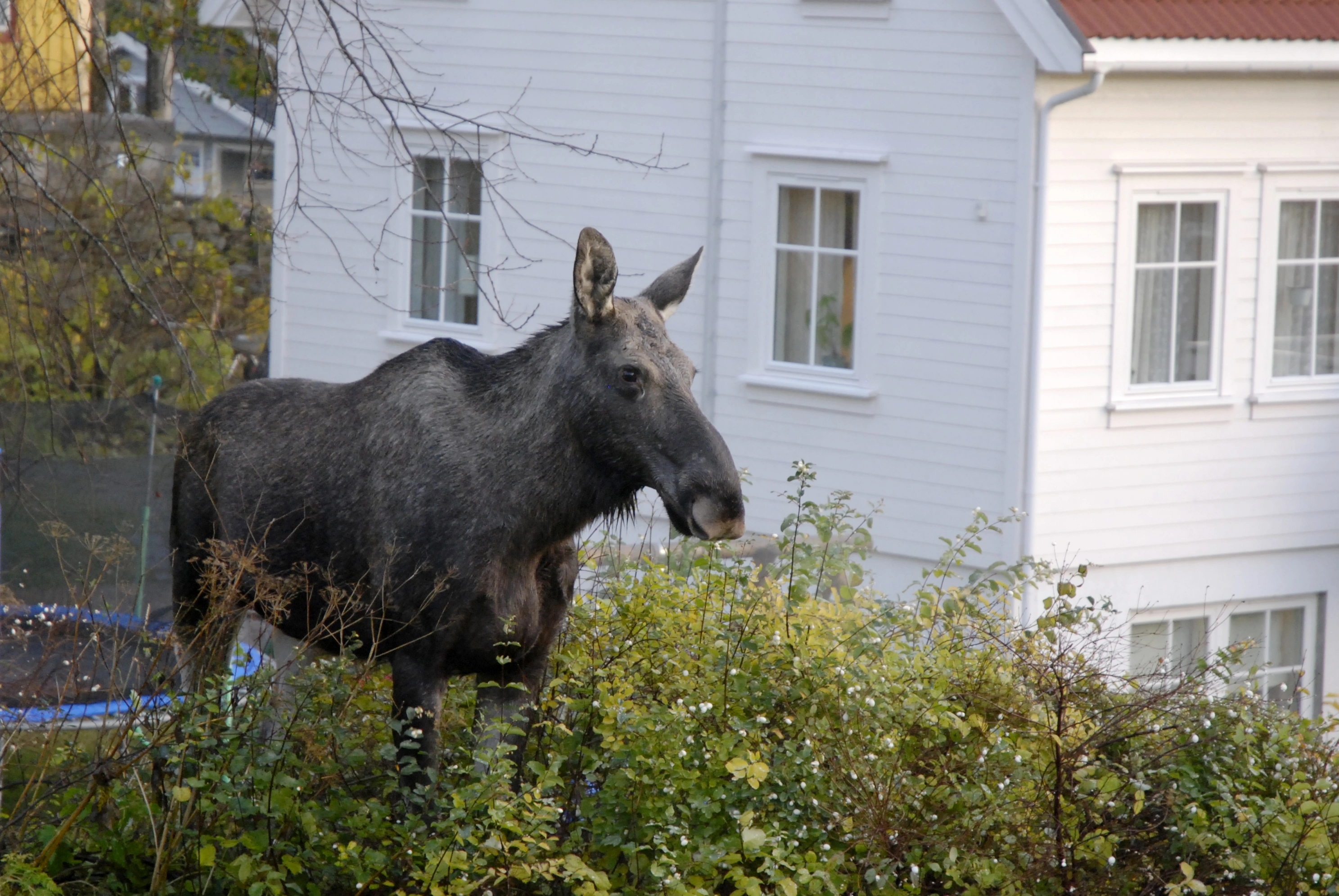 : Alces alces.