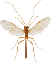 : Ichneumonidae.