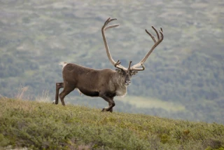 : Rangifer tarandus.