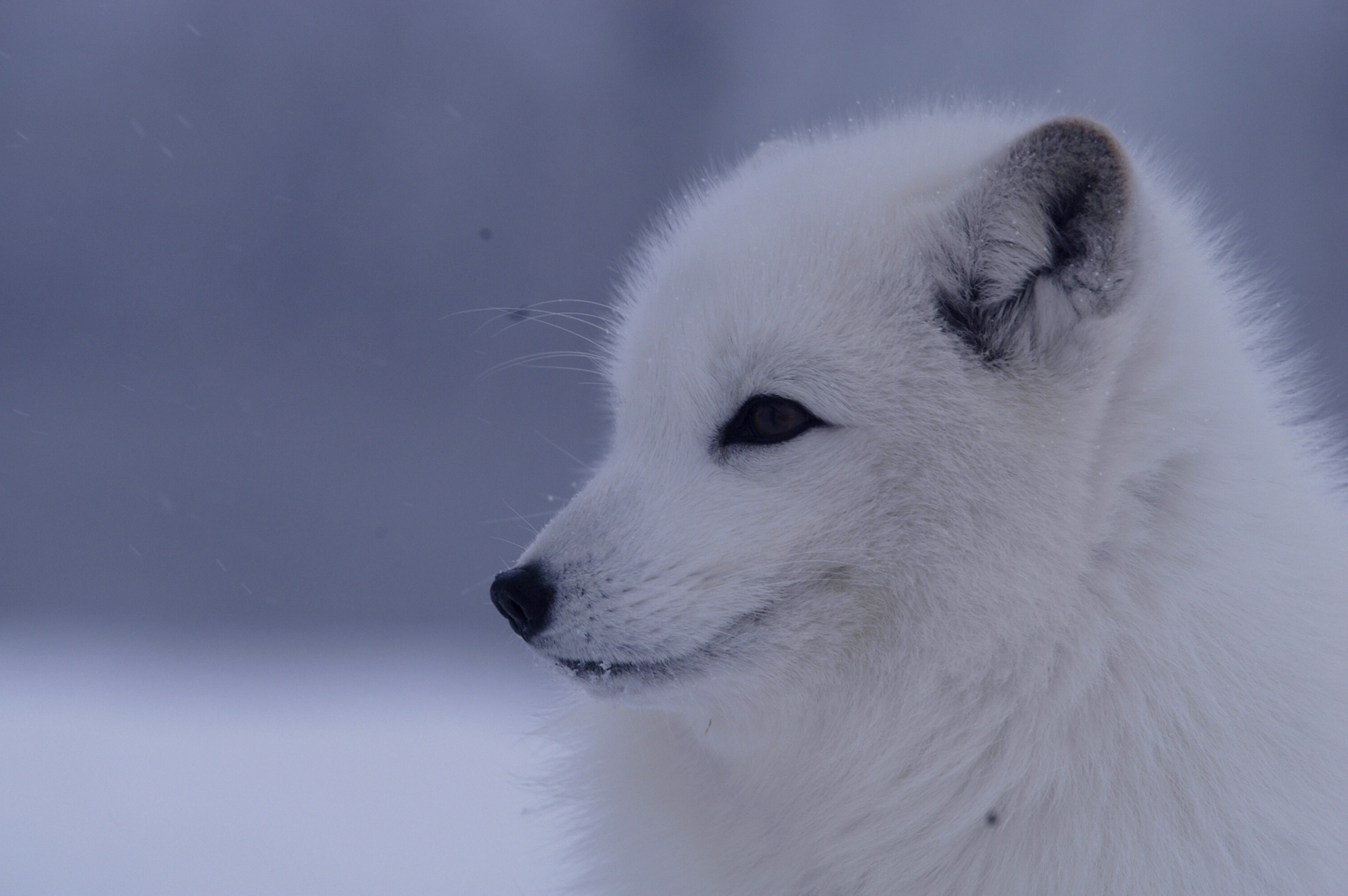 : Vulpes lagopus.